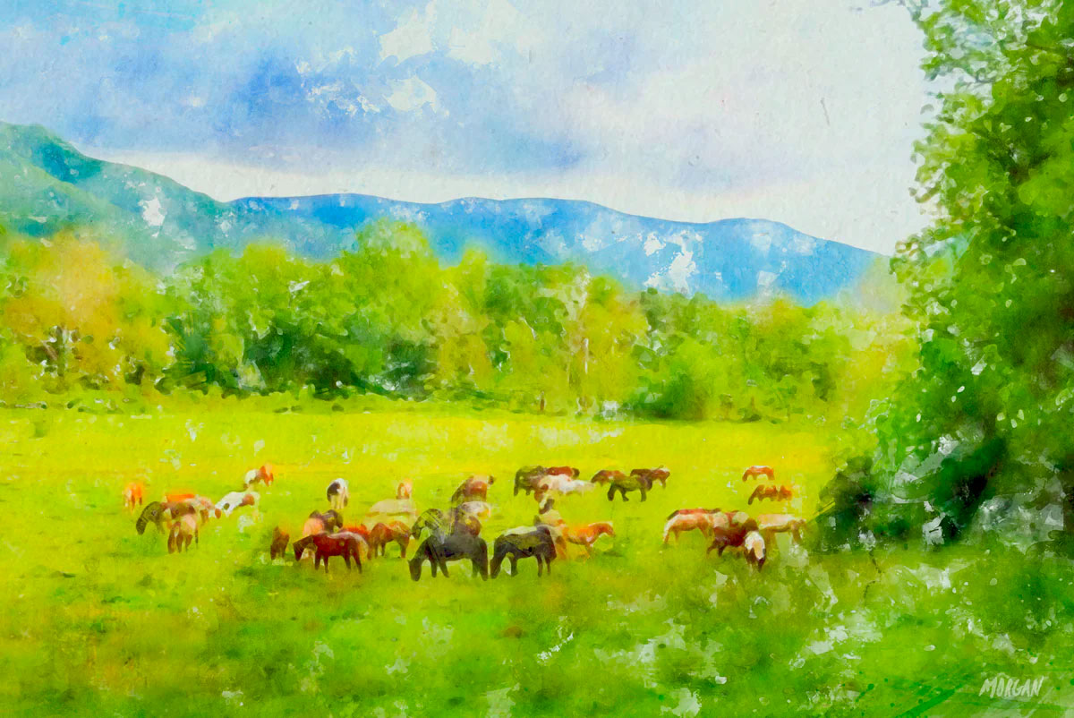 Horses at Cades Cove Art Product