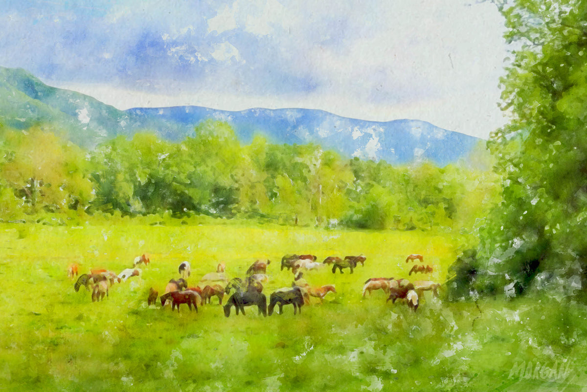 Horses at Cades Cove - Great Smoky Mountains Art Cards