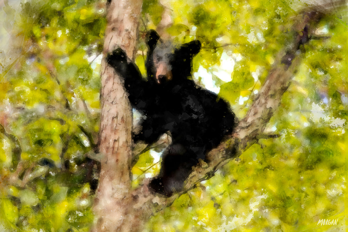 Black bear cub in the smoky mountains canvas art print.